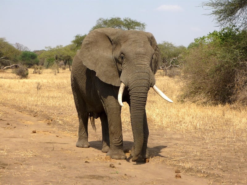 African-inspired fusion