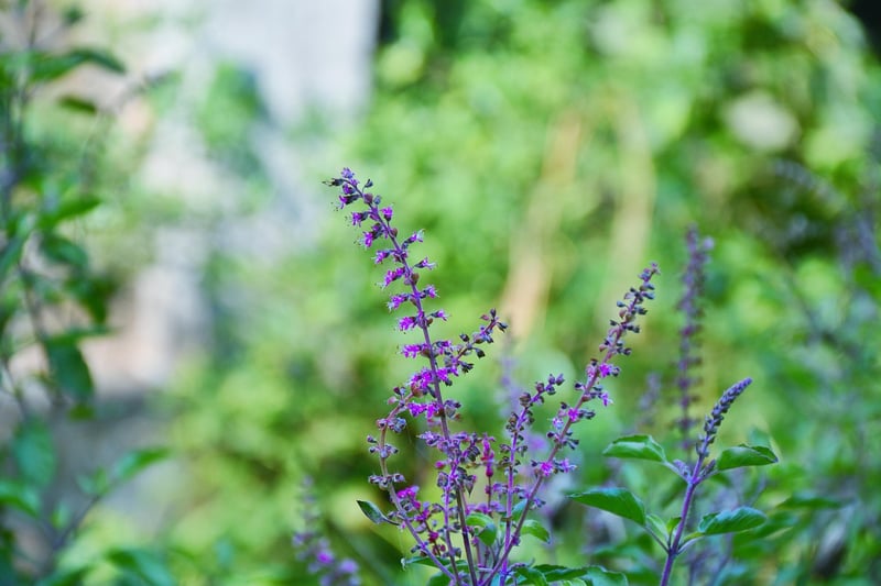 Thai Basil and Chili