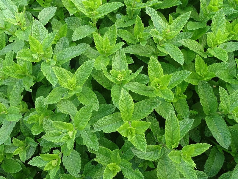 Moroccan Mint and Lemon